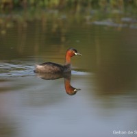 Podicipedidae